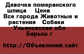 Девочка померанского шпица. › Цена ­ 40 000 - Все города Животные и растения » Собаки   . Ульяновская обл.,Барыш г.